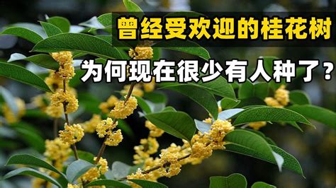 門口可以種桂花嗎|桂花樹的風水禁忌，家裏爲什麼不能種桂花